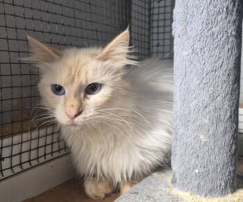 Sophia -  Domestic Medium Hair Cat for Adoption in Salisbury, North Carolina - Sophia | PetCurious