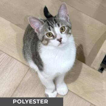 Rescue Domestic Short Hair Cats for Adoption in Toronto, Ontario - Polyester | PetCurious