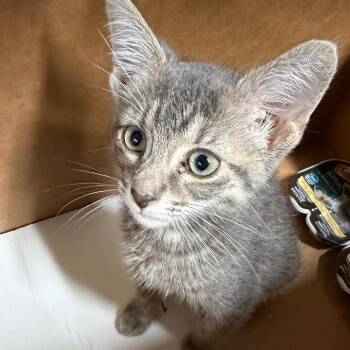 Caspian -  Domestic Short Hair Cat for Adoption in Tampa, Florida - Caspian | PetCurious
