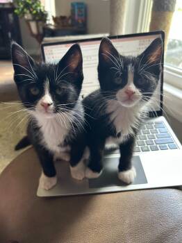 Cookies and Cream -  Domestic Short Hair Cat for Adoption in Arthur, Ontario - Cookies And Cream | PetCurious