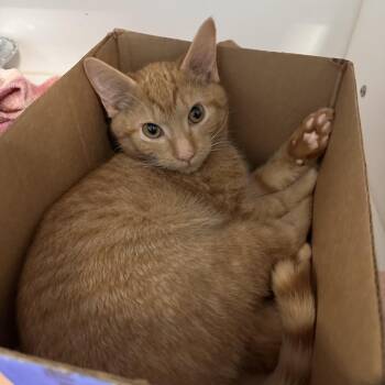 Domestic Short Hair Cats Available for Adoption in Greensboro, North Carolina - Toast And Jam | PetCurious