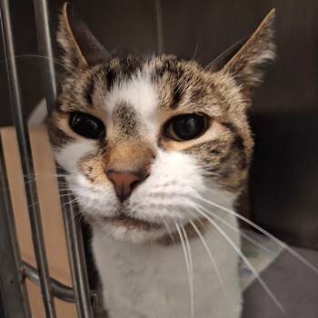 Kenny -  Domestic Short Hair Cat for Adoption in West Olive, Michigan - Kenny | PetCurious