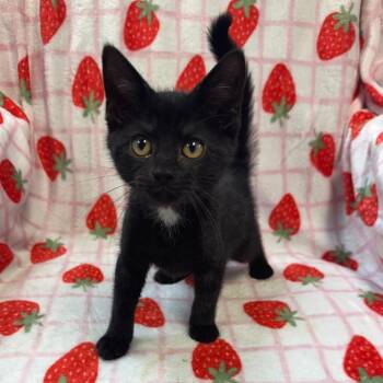 Pop -  Domestic Short Hair Cat for Adoption in Kittanning, Pennsylvania - Pop | PetCurious