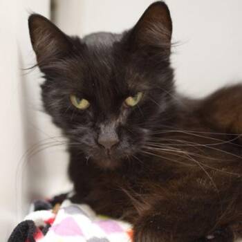 Courtney -  Domestic Medium Hair and Domestic Short Hair Cat for Adoption in Verona, Wisconsin - Courtney | PetCurious