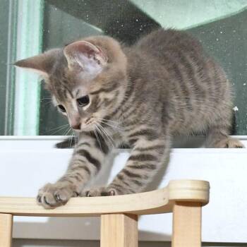 Spitzk1 -  Domestic Short Hair Cat for Adoption in Natick, Massachusetts - Spitzk1 | PetCurious