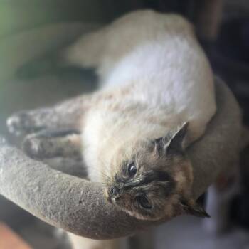 Panda Express -  Siamese Cat for Adoption in Jarrettsville, Maryland - Panda Express | PetCurious