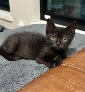 Anton -  Domestic Short Hair Cat for Adoption in Orlando, Florida - Anton | PetCurious