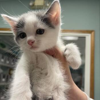 Domestic Short Hair Cats Available for Adoption in Lenexa, Kansas - Bear Claw | PetCurious