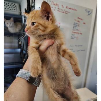 Frito -  Domestic Short Hair Cat for Adoption in Osawatomie, Kansas - Frito | PetCurious