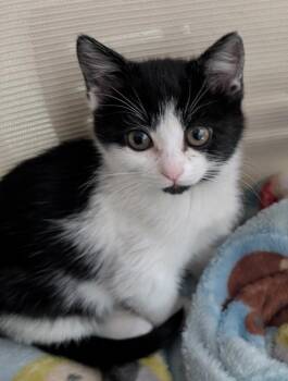 Bubble Gum -  Domestic Short Hair Cat for Adoption in Sherwood, Oregon - Bubble Gum | PetCurious