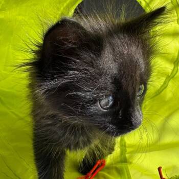 Domestic Medium Hair Cats Available for Adoption in Los Angeles, California - Bella | PetCurious