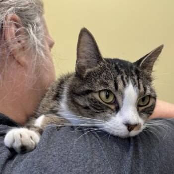 Flava -  Domestic Short Hair Cat for Adoption in Richmond, Virginia - Flava | PetCurious