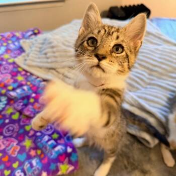 Demon of Dawn -  Domestic Short Hair Cat for Adoption in Fredericksburg, Virginia - Demon Of Dawn | PetCurious