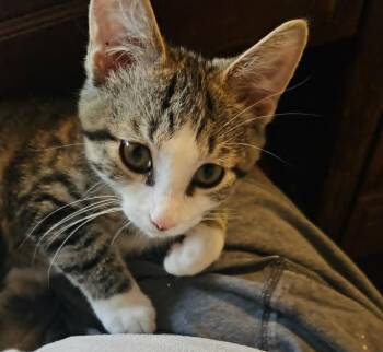 Biscuit -  Domestic Short Hair Cat for Adoption in South Bend, Indiana - Biscuit | PetCurious
