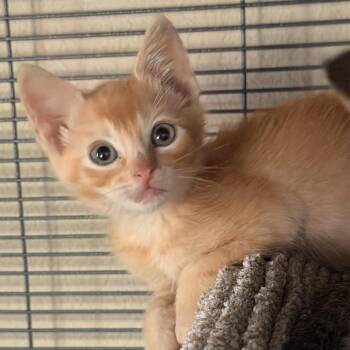 Wakko -  Domestic Short Hair Cat for Adoption in Pleasanton, California - Wakko | PetCurious