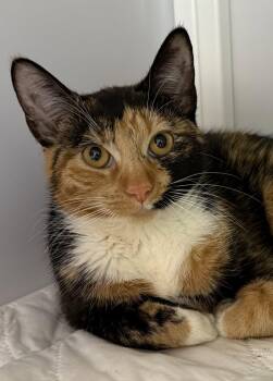 Sally -  Calico Cat for Adoption in Alexandria, Virginia - Sally | PetCurious