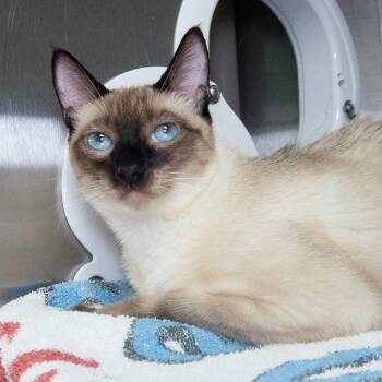 Domestic Short Hair Cats Available for Adoption in Seattle, Washington - Blue Sky | PetCurious