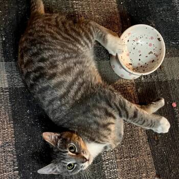 Domestic Medium Hair Cats Available for Adoption in Grantsville, Utah - Pow | PetCurious