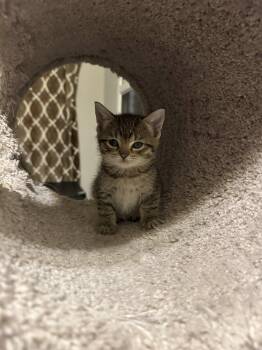 Jibbles Jones -  Tabby Cat Available for Adoption in Clarksville, Tennessee - Jibbles Jones | PetCurious