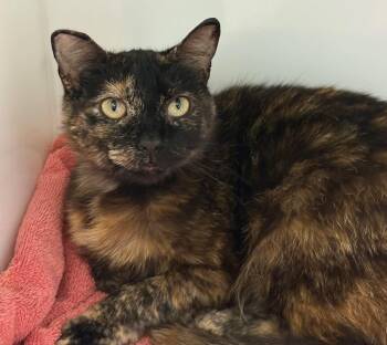 Whiskey -  Domestic Short Hair Cat for Adoption in Delson, Quebec - Whiskey | PetCurious