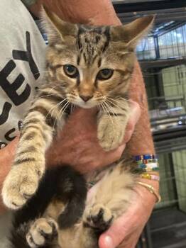 Ferbette -  Domestic Short Hair Cat for Adoption in Burnsville, North Carolina - Ferbette | PetCurious