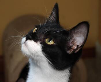 Rescue Tuxedo Cats for Adoption in San Diego, California - Salsa | PetCurious