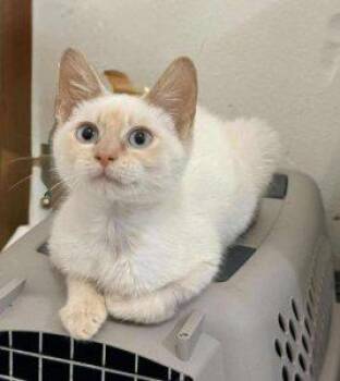 Rescue Domestic Short Hair Cats for Adoption in Anchorage, Alaska - Ronno | PetCurious
