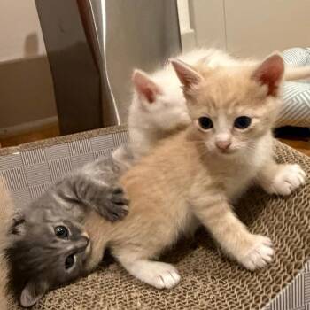 Toast - Costa Mesa Location -  Domestic Short Hair Cat for Adoption in Chino Hills, California - Toast - Costa Mesa Location | PetCurious