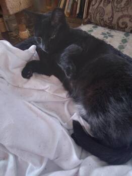 Rescue Domestic Short Hair Cats for Adoption in Northfield, Ohio - HAZEL | PetCurious