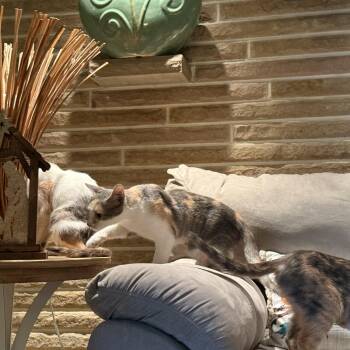 Rescue Domestic Short Hair Cats for Adoption in Atwater, Ohio - Cali And Bubbles | PetCurious