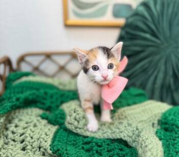 Calico and Domestic Short Hair Cats Available for Adoption in Friendswood, Texas - Jelly Bear | PetCurious