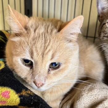 Domestic Short Hair Cats Available for Adoption in Saginaw, Michigan - Clyde | PetCurious