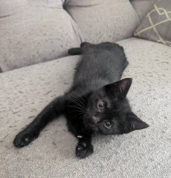 Andi, Willow Grove Area, (FCID 6/17/2026-154) -  Domestic Short Hair Cat for Adoption in Greenville, Delaware - Andi, Willow Grove Area, (FCID 6/17/2026-154) | PetCurious