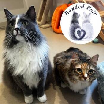 Tails -  Domestic Medium Hair and Manx Cat for Adoption in Champaign, Illinois - Tails | PetCurious