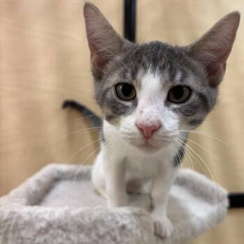 Ridge -  Domestic Short Hair Cat for Adoption in Austin, Texas - Ridge | PetCurious
