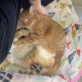 Casio -  Domestic Short Hair and Mixed Breed Cat for Adoption in Chicago, Illinois - Casio | PetCurious
