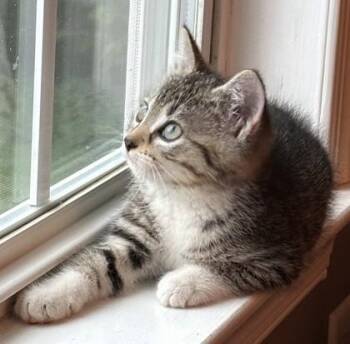 Hazelnut -  Domestic Short Hair Cat for Adoption in New Hope, Pennsylvania - Hazelnut | PetCurious