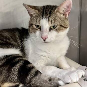 Fresno -  Domestic Short Hair Cat for Adoption in Athens, Georgia - Fresno | PetCurious
