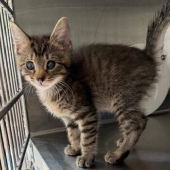 Domestic Short Hair Cats Available for Adoption in Cumming, Georgia - Sterling | PetCurious