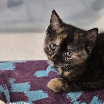 Domestic Short Hair Cats Available for Adoption in Evansville, Indiana - Odette | PetCurious