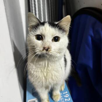 Charmaine -  Domestic Short Hair Cat for Adoption in Mt. Juliet, Tennessee - Charmaine | PetCurious