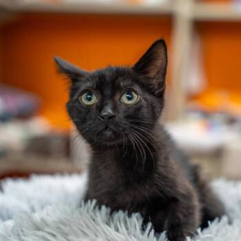 Zinger -  Domestic Short Hair Cat for Adoption in Gainesville, Georgia - Zinger | PetCurious