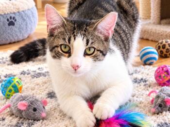 Kenny Rogers -  Domestic Short Hair Cat for Adoption in Great Neck, New York - Kenny Rogers | PetCurious