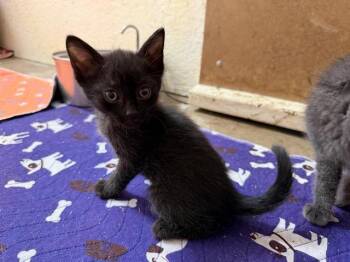 BOOP -  Domestic Short Hair Cat for Adoption in Tustin, California - BOOP | PetCurious