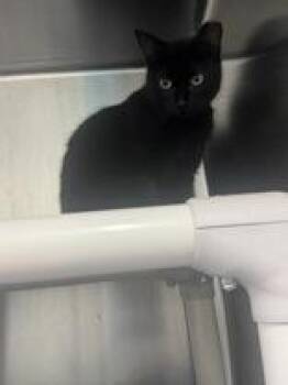 Mica -  Domestic Short Hair Cat for Adoption in Whitby, Ontario - Mica | PetCurious