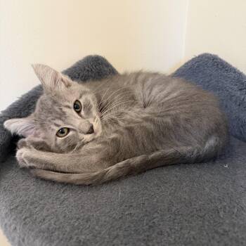 Megumi -  Tabby Cat for Adoption in Cottonwood Heights, Utah - Megumi | PetCurious