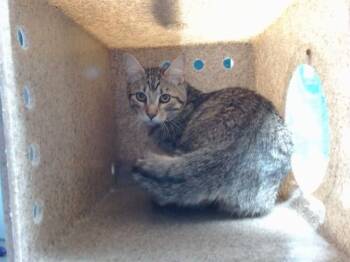 MOTOROLA -  Domestic Short Hair Cat for Adoption in Albuquerque, New Mexico - MOTOROLA | PetCurious