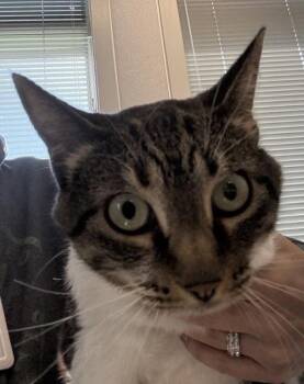 Trivia -  Domestic Short Hair Cat for Adoption in Lafayette, Indiana - Trivia | PetCurious