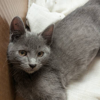 Rescue Domestic Short Hair Cats for Adoption in Fayetteville, Arkansas - Smoky | PetCurious