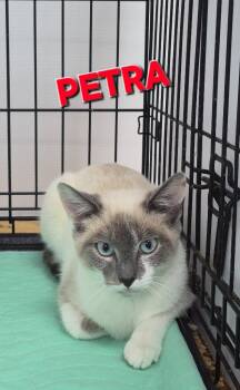 Domestic Short Hair Cats Available for Adoption in Rome, Georgia - Petra | PetCurious